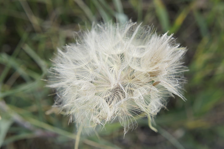 민들레, 자연, 꽃, 닫기