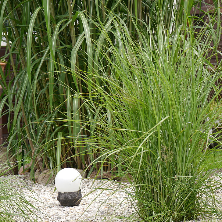 trädgård, gräs, bambu grassedit Sidan