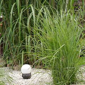 Bahçe, otlar, Bambu grassedit Bu sayfa
