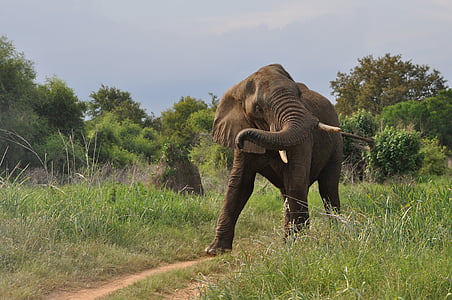 elefante africano, presas, porta-malas, mamífero, vida selvagem, natureza, natureza selvagem