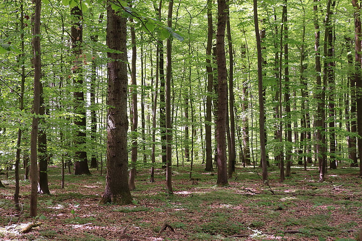 forest, deciduous forest, nature, tree, beech