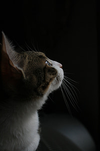 katten, i mørket, nysgjerrighet, kjæledyr, dyr, jeg tror, profil
