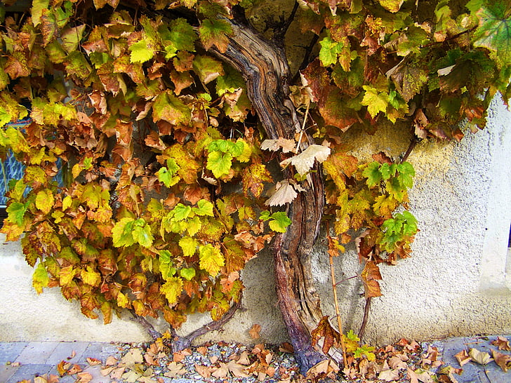 old grape capital, methuselah, plant