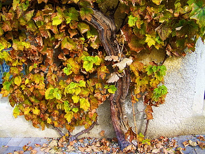 Öreg szőlő tőke, Matuzsálem, növény