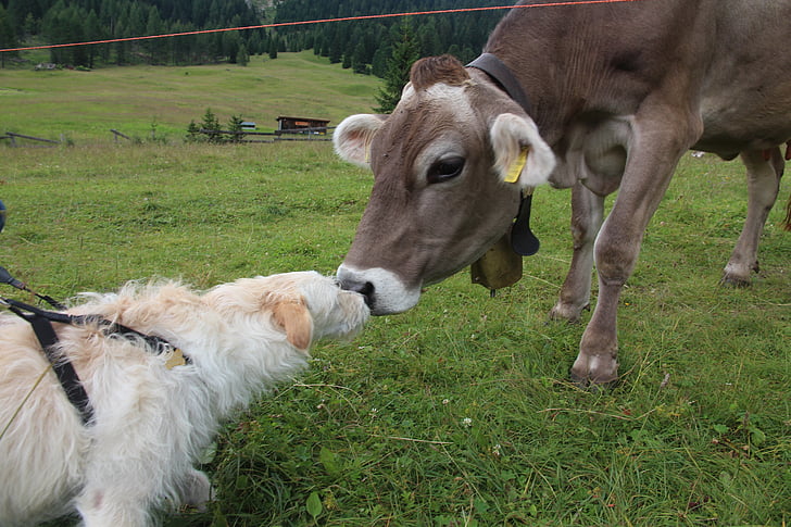 pes, krava, Dolomity, Fassa, stretnutia, bozk, pobozkať, zvieratá
