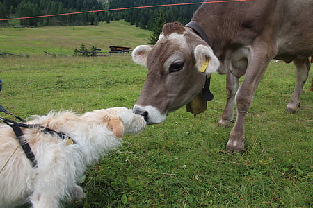 pies, krowa, Dolomity, Fassa, spotkania, pocałunek, zwierzęta