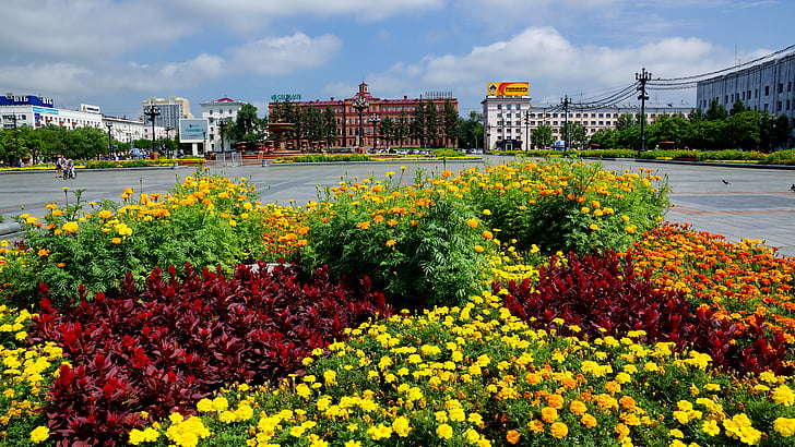 fleurs, zone, Khabarovsk