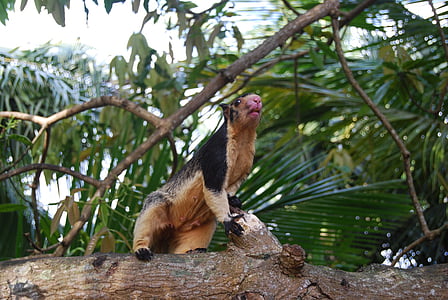 scoiattoli giganti, Sri lanka, roditore, uccello, animale, natura, fauna selvatica