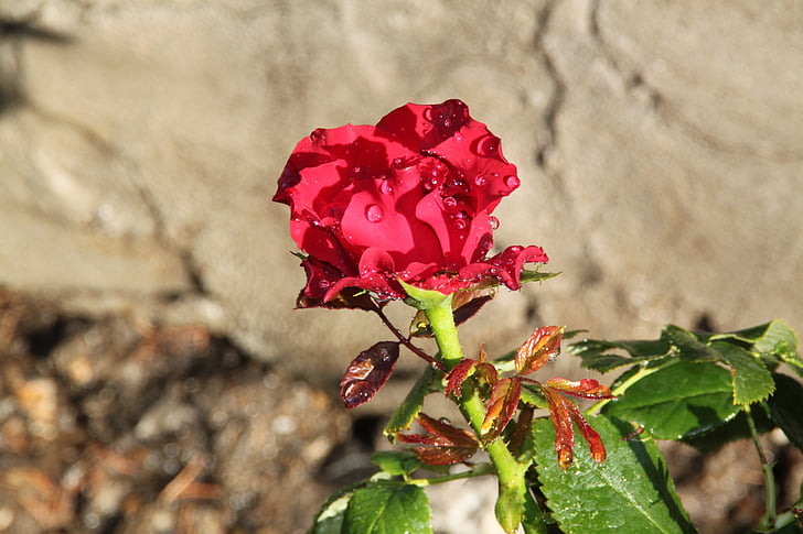 punainen ruusu, nousi, rose garden