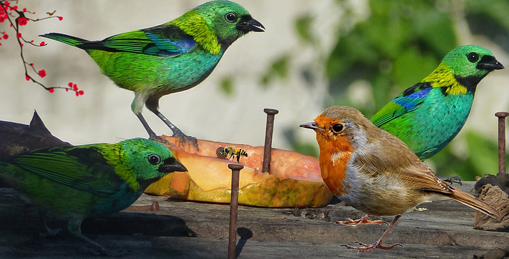 vtáky, svet zvierat, život, dom, birdie, Ekológia, Príroda