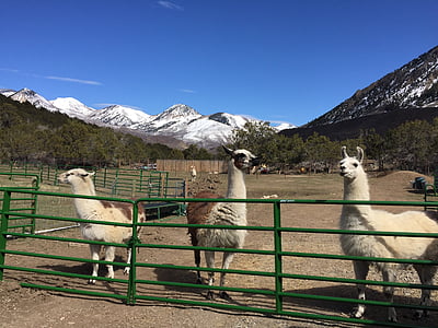 Lama, Ranch, animal, rural, l’Amérique, bétail, ferme