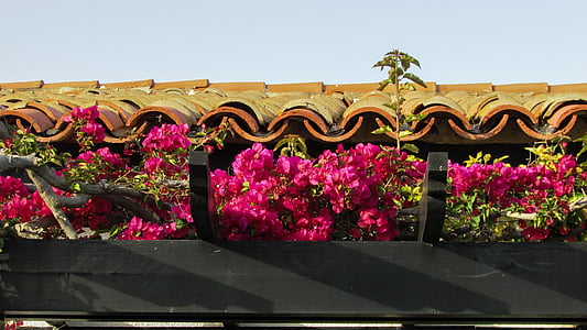 Ciprus, Ayia napa, kermia beach, tető, bungaló, virágok