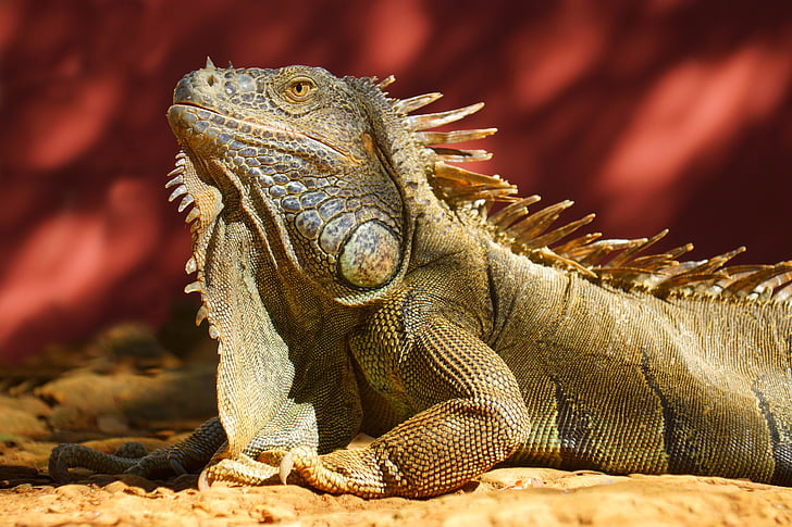 iguana, sun, red, beige, reptile, animal, nature