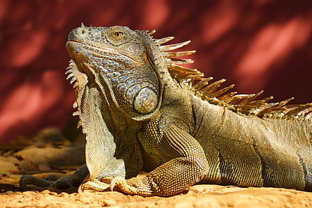 Iguana, sol, rojo, beige, reptil, animal, naturaleza