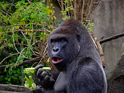 gorilla, ape, primas, dyreliv, natur, stående, kraftig