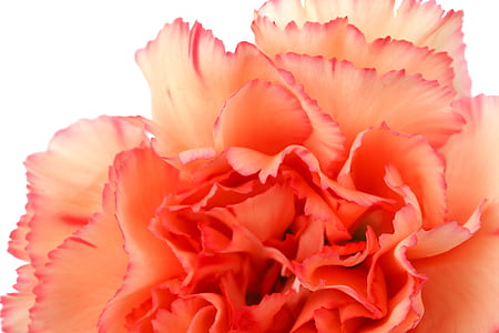Làm đẹp, nở hoa, Blossom, Hoa cẩm chướng, đầy màu sắc, Xem chi tiết, Hoa