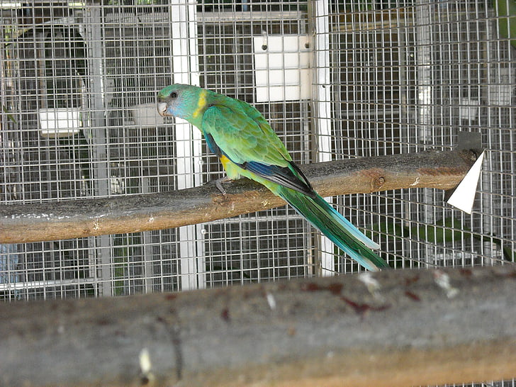 Perico, Loro pequeño, pájaro, mascota, jaula de, colorido, plumaje
