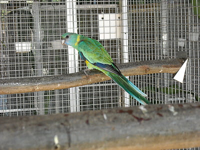 papagoi, väike papagoi, lind, PET, puuri, Värviline, sulestiku