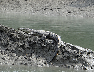 Соленоводен крокодил, Crocodylus porosus, устие, Индо Тихоокеанския крокодил, морски, морски крокодил, животните