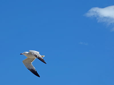 seagull, audouin's gull, ichthyaetus audouinii, gavina corsa, flight, ebro delta, natural park