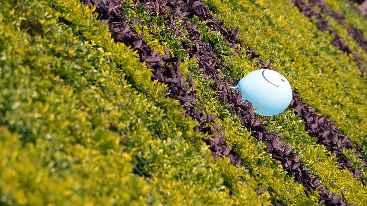 balloon, greenery, happy