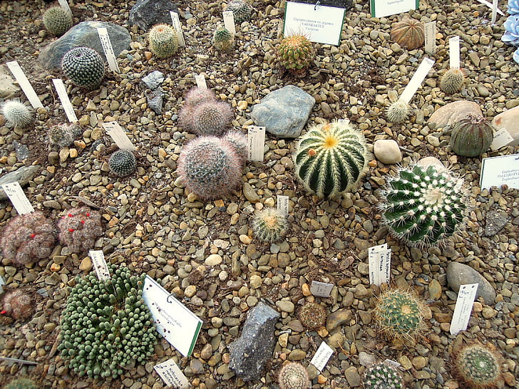 cactus, cactus, plantación de, plantas, jardín, planta, inculcar