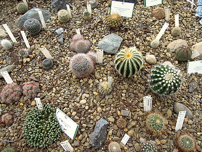 Cactus, kaktusar, plantering, växter, trädgård, Anläggningen, ingjuta