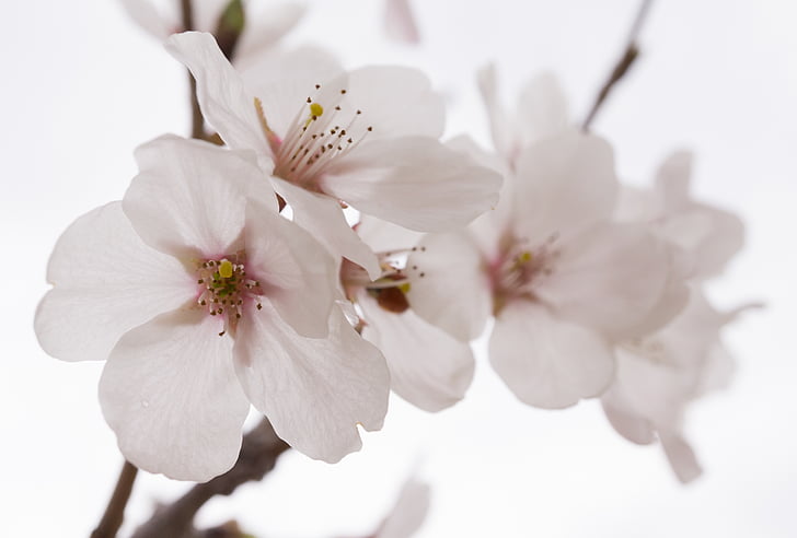 vyšnių žiedai, pavasarį, medienos, Gamta, gėlių medis, Pavasario gėlės, balta