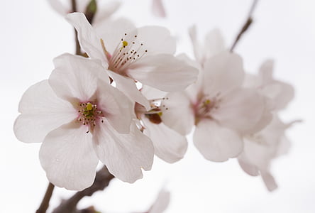 kirsebærtre blomstrer, våren, tre, natur, blomst treet, vårblomster, hvit