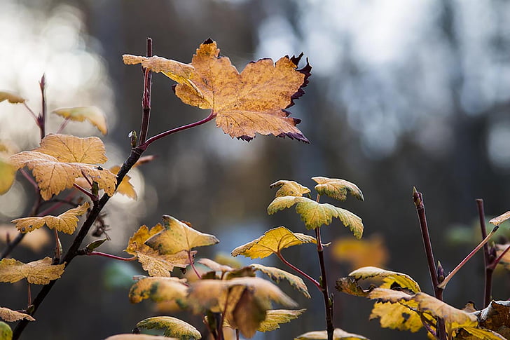 jeseni, listi, zlati jeseni, padec barve, barvanje, drevo, narave