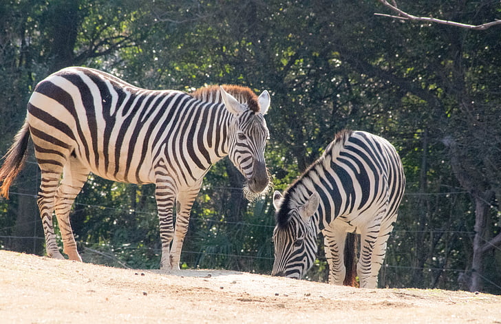 zebra, animal, zoo, wildlife, africa, striped, mammal