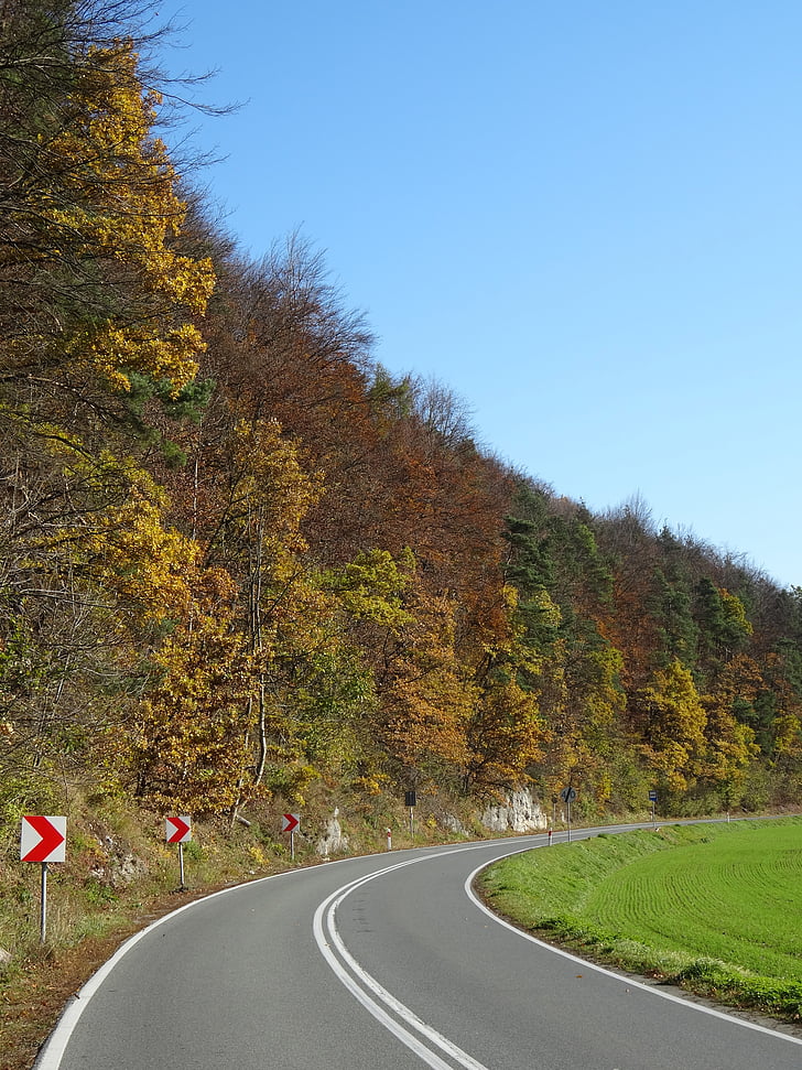 sätt, träd, färger, skogen, hösten, Trail