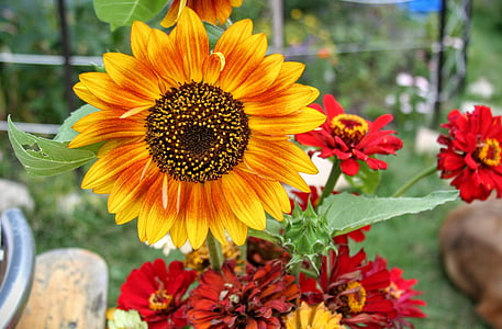 sunflower, summer, garden, decorative, flower