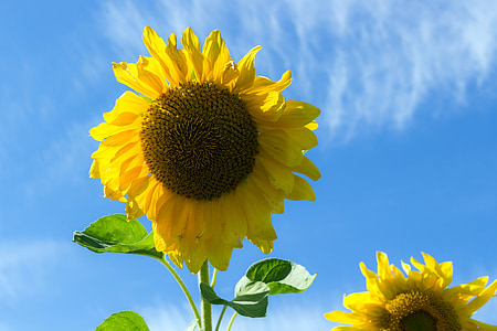 sunflower, summer, sky, plant, closeup, bright, flower