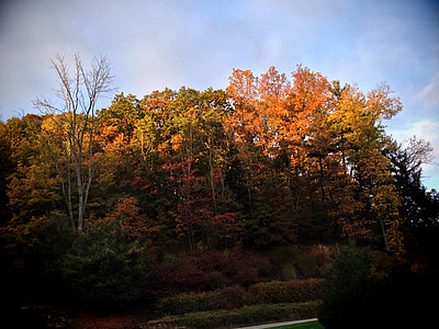 fallen, Bäume, Herbst, Natur, Saison, Landschaft, Laub
