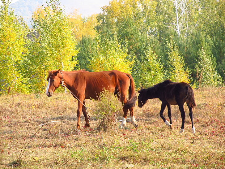 cavalo, potro, Outono
