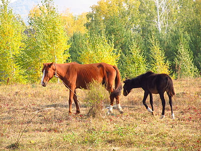 kuda, foal, musim gugur