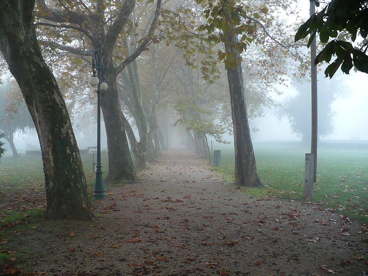 automne, Promo, bois, arbres, nature, brouillard