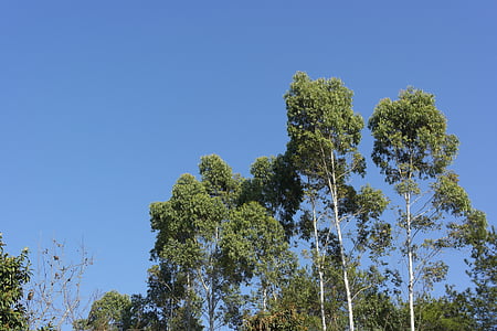 blue sky, trees, upright