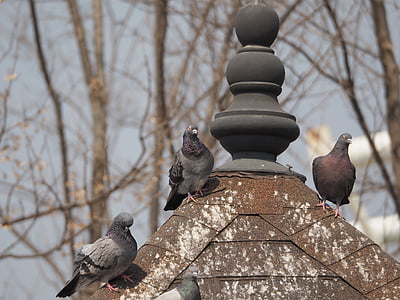 Pigeon, Park, nye, fugle