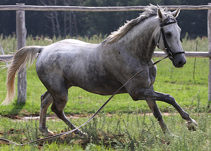hest, grå hest, heste, hingst, pattedyr, manke, grå