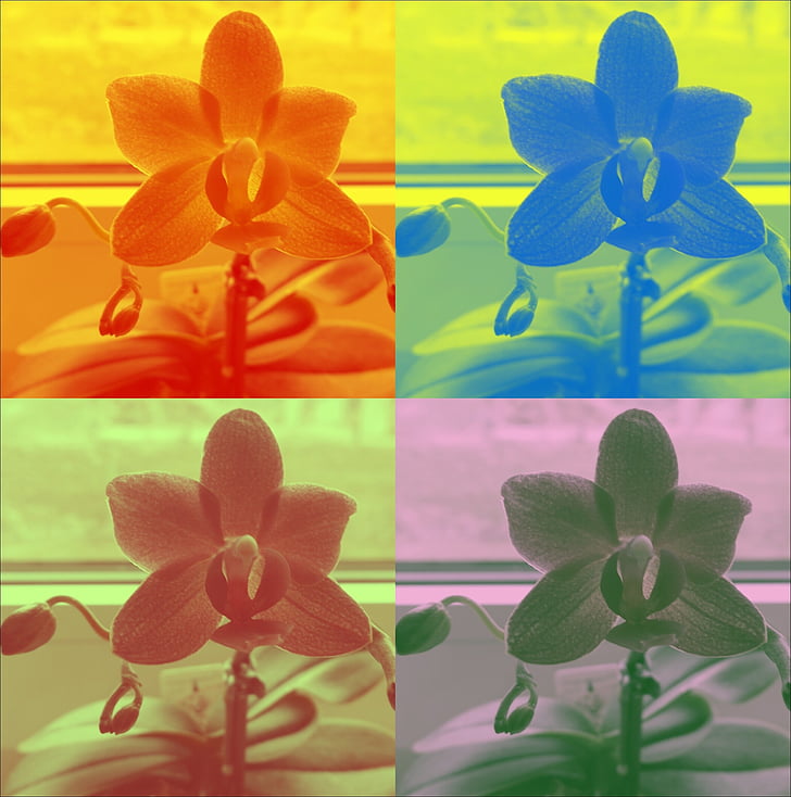 orhideja, pisane, cvet, cvet, čudovito, svetlo, narave