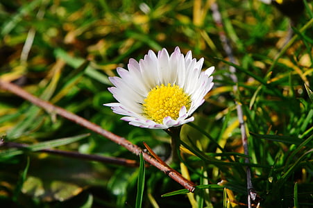 Daisy, bloem, weide, puntige bloem, lente, zomer