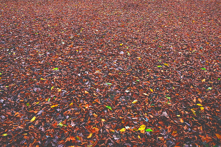 autunno, caduta, foglie, Sfondi gratis, natura, foglia