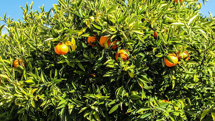 Kipra, mosfiloti, apelsīnu koks, pagalmā