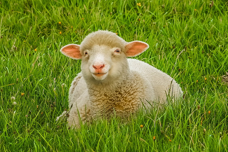 moutons, animal, unberührte, ferme, Agriculture, herbe, bétail