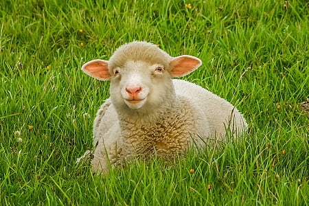 sheep, animal, priroda, farm, agriculture, grass, livestock