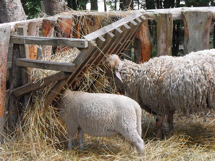 ovce, jahňacie, farma, hospodárskych zvierat, poľnohospodárstvo, poľnohospodárstvo, Flock