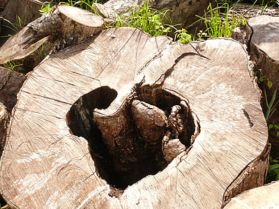 dřevěné srdce, protokol, Příroda, symbol, Láska, dřevo, srdce