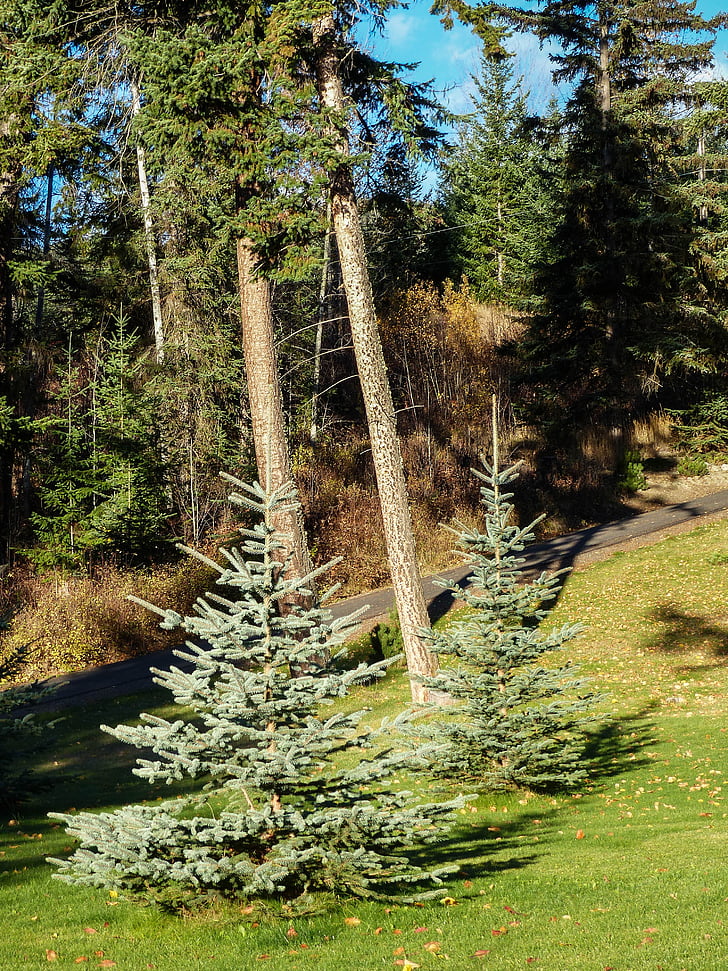 firs, trees, garden, nature, spruce, landscape, wood